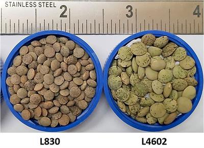 Morpho-biochemical characterization of a RIL population for seed parameters and identification of candidate genes regulating seed size trait in lentil (Lens culinaris Medik.)